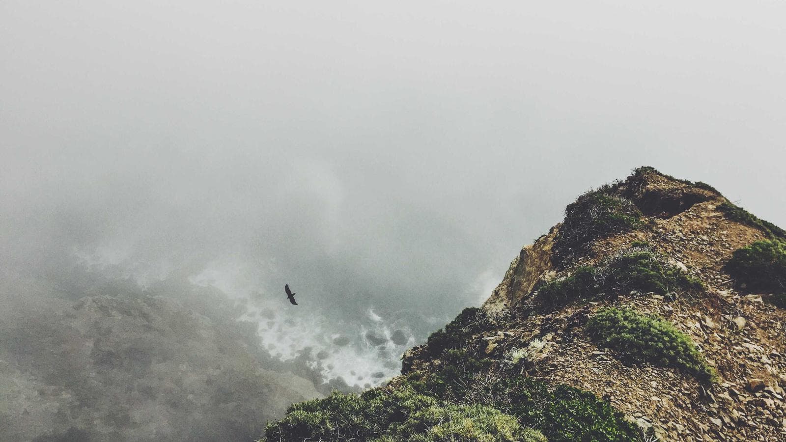 A bird soars over a fog-filled valley next to a rocky, green-covered cliff.